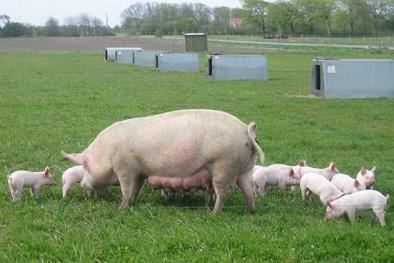 Phòng bệnh cho lợn bằng vắc xin theo tiêu chuẩn: Giải pháp thiết yếu bảo vệ vật nuôi